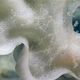 Image courtesy of the NOAA Office of Ocean Exploration and Research, 2017 Laulima O Ka Moana.